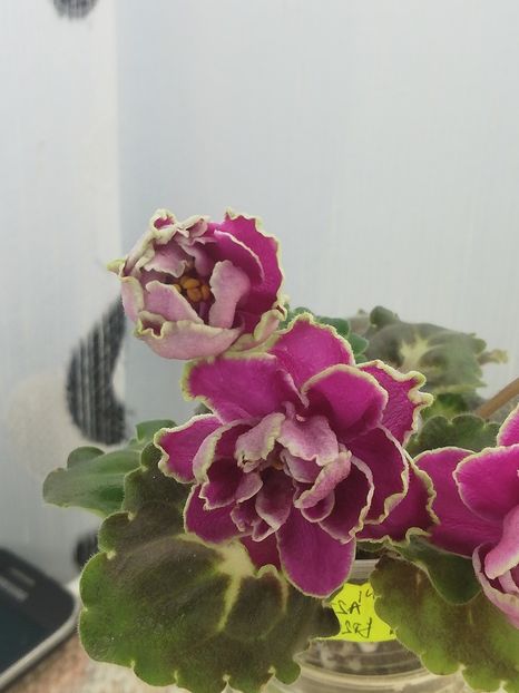 28 nov - BO Ptitsa Radostj