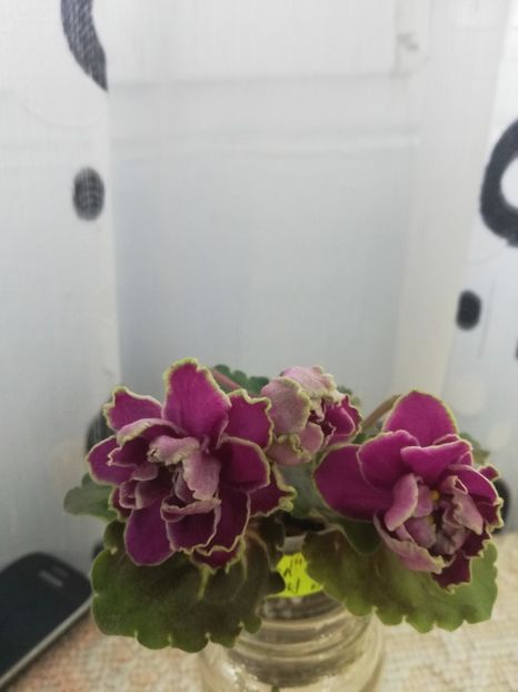 28 nov - BO Ptitsa Radostj