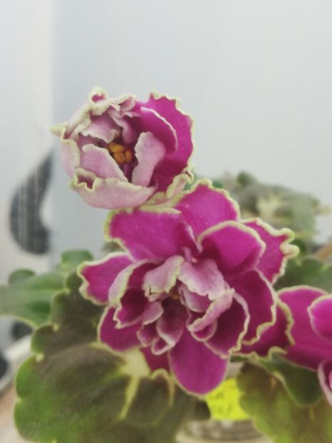 28 nov - BO Ptitsa Radostj