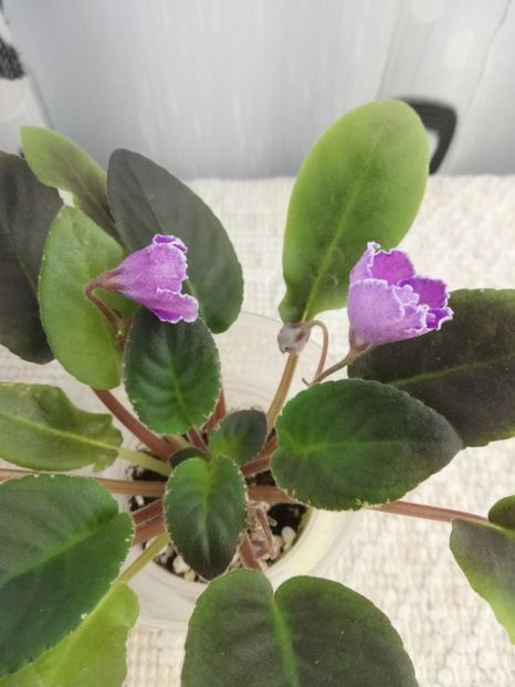 30 nov - VaT Aromat Glitsiniy