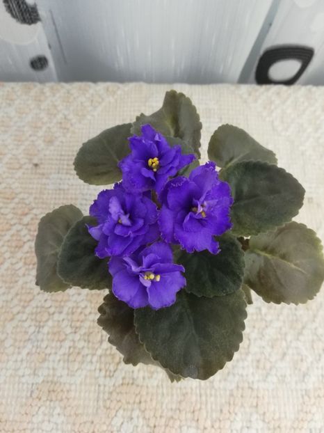 30 nov ( - NK Sredizemnoye More