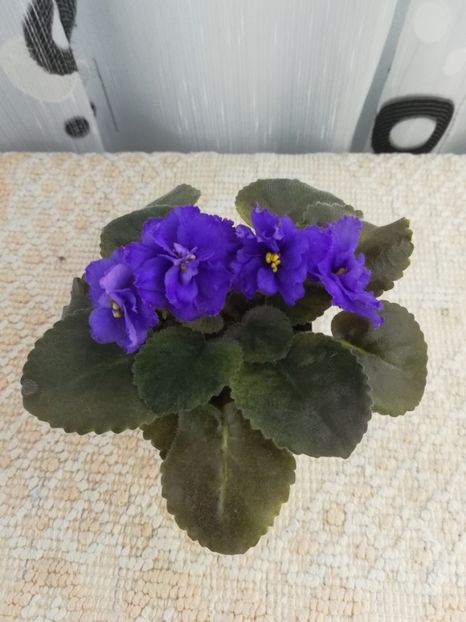 30 nov - NK Sredizemnoye More