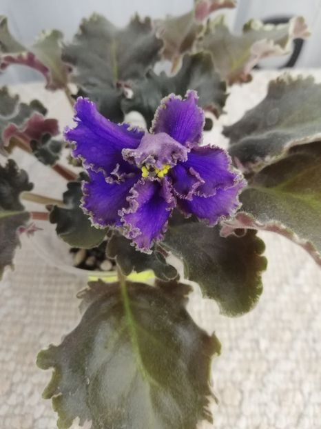 30 nov - LE Sedoj Graf