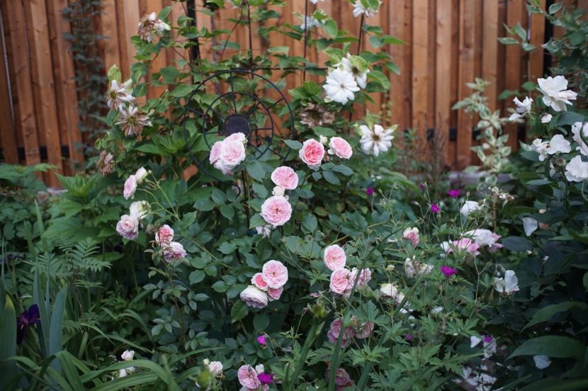  - Kurfürstin Sophie