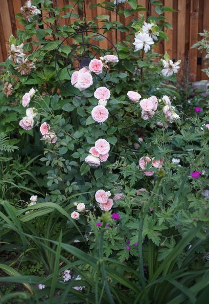  - Kurfürstin Sophie