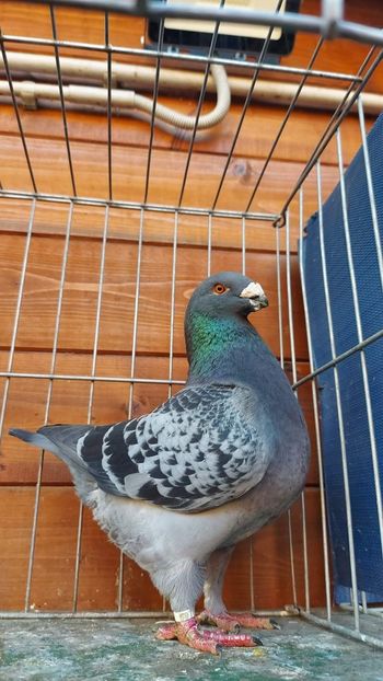 M 2021 Cristi Mircica - Achiziții 2023