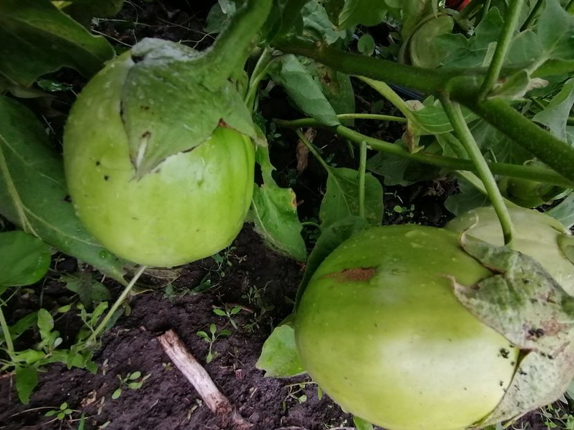  - SEMINTE VINETE - V 01 VERZI MARI opal