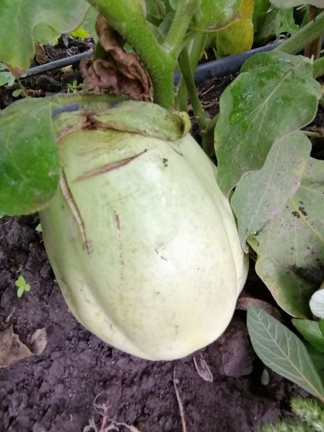  - SEMINTE VINETE - V 01 VERZI MARI opal