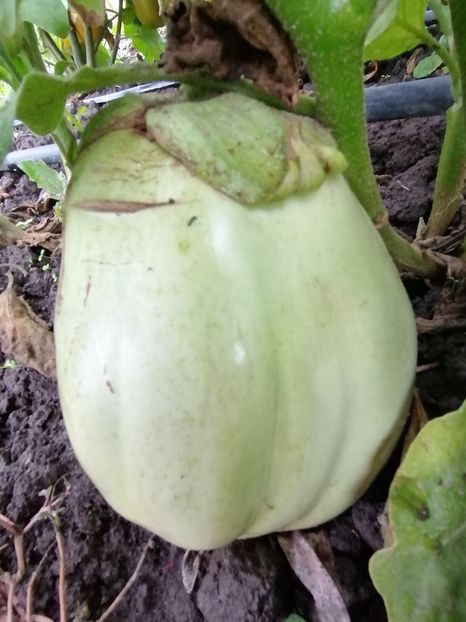  - SEMINTE VINETE - V 01 VERZI MARI opal