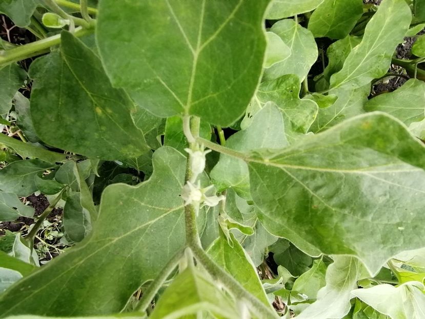  - SEMINTE VINETE - V 01 VERZI MARI opal