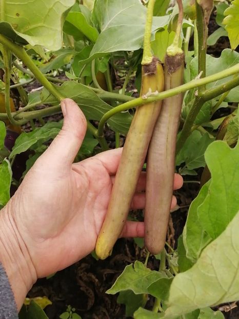  - SEMINTE VINETE - V 04 - EARLY LONG PURPLE