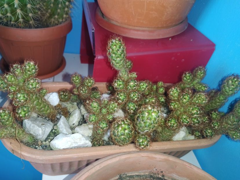  - Cactusi