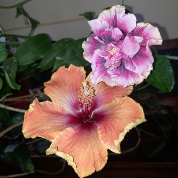 01.12.2022 - HIBISCUSI 2022-7