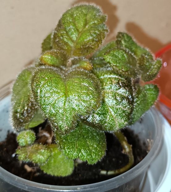 Episcia inimioara! ❤️❤️❤️ - Episcia