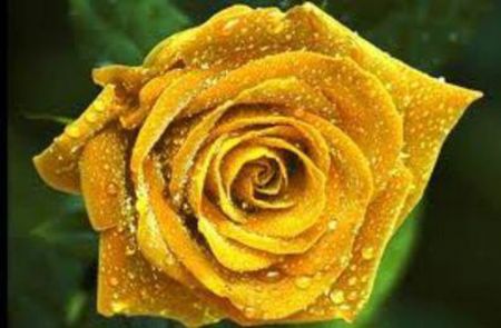 95621990_POHGRAU-1 - fantacy