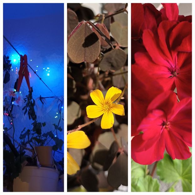 1 decembrie - Acasă e la mama