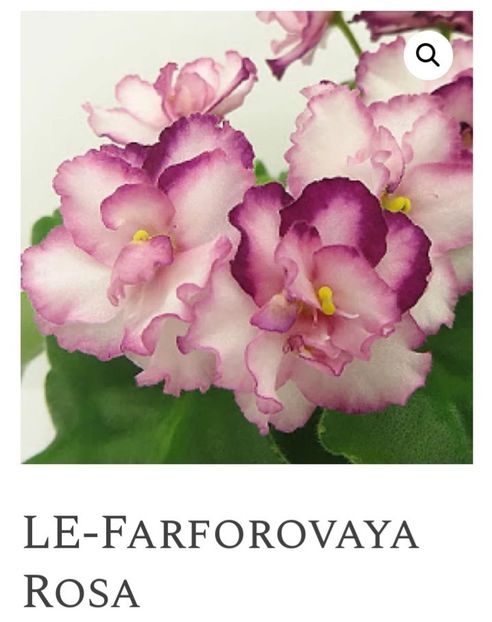 Poza net - LE-Farforovaya Rosa