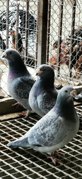Guți Standard Matcă 2020 - 2023 Porumbeii Standard Guti
