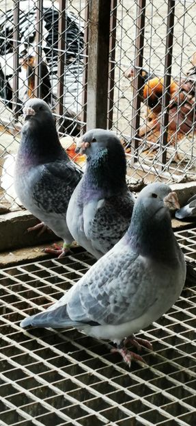 Guți Standard Matcă 2020 - 2023 Porumbeii Standard Guti
