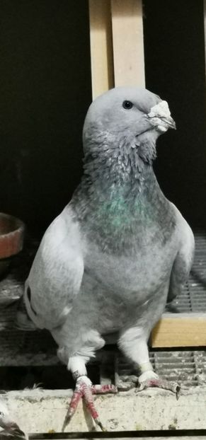 Mascul 2020 - 2023 Porumbeii Standard Albaștri