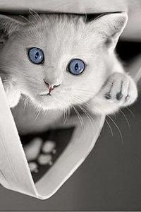 106182995_FGGYBTO3 - fancy