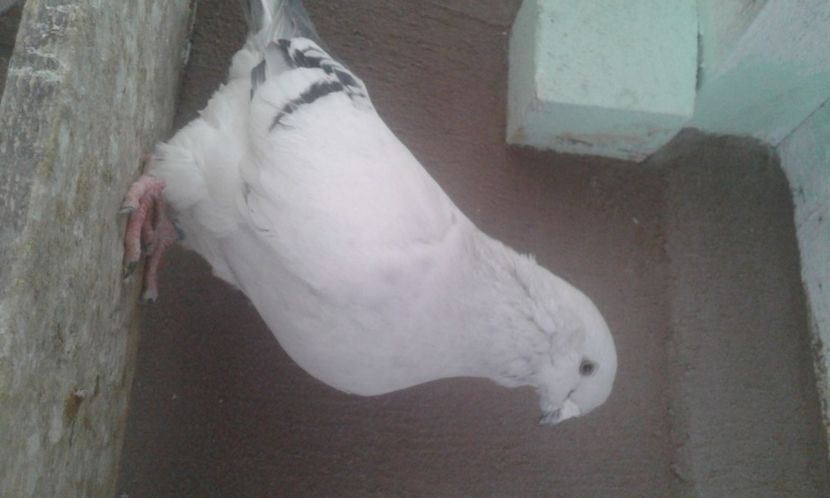  - 9masculi azur matca 2022