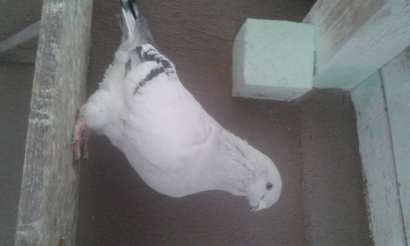  - 9masculi azur matca 2022