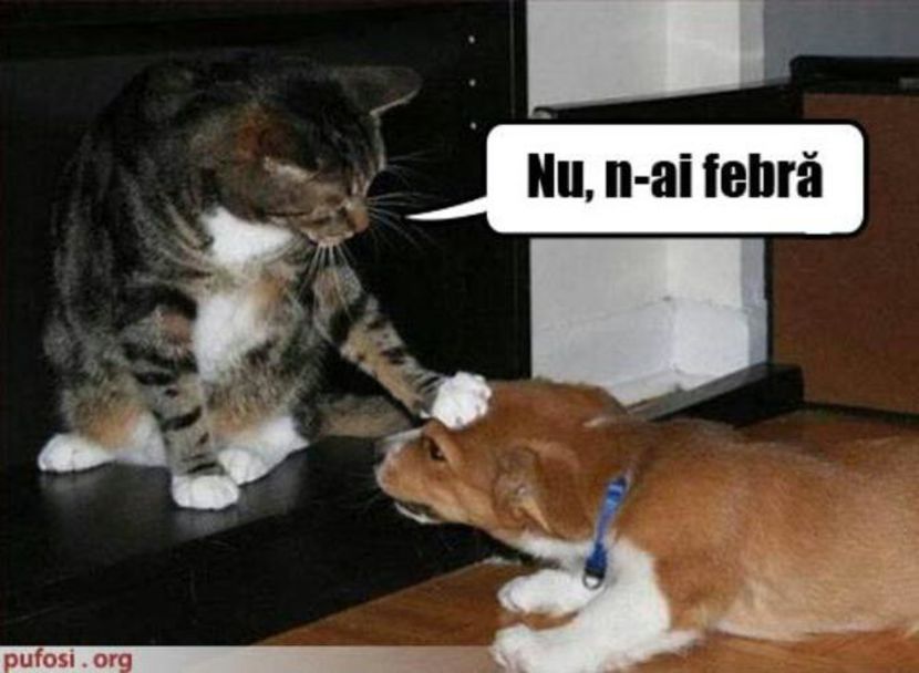 94201378_BNVBTLM3-1 - fancy