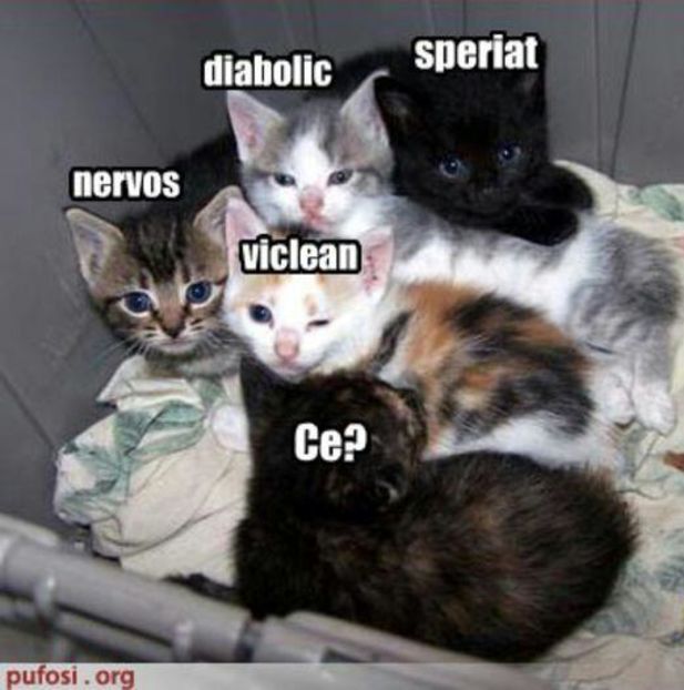 94201364_XEYOBBT-1 - fancy