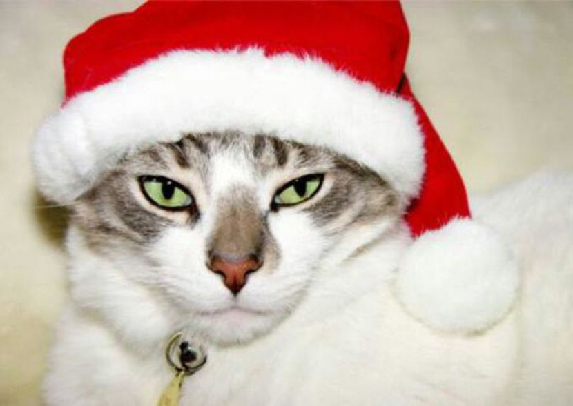 100803923_UXEHQWV-1 - fancy