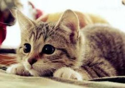 87416331_WIOPZAS-1 - ce cine cum