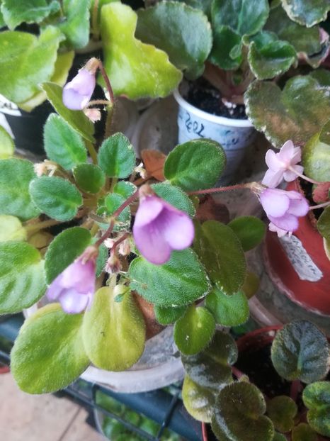 Rob's Powter bells - Violete