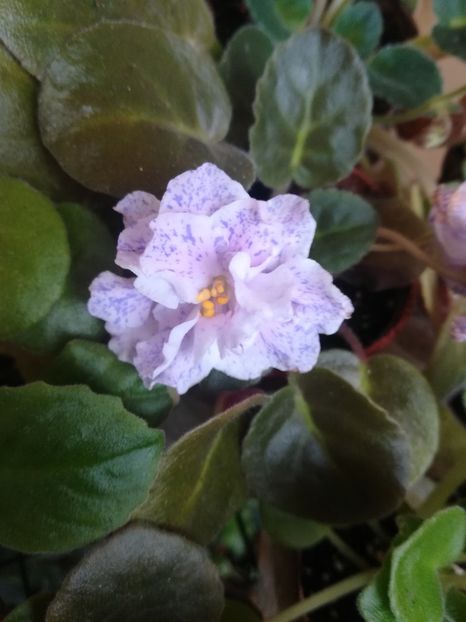 RS Morskaya Princesa - Violete