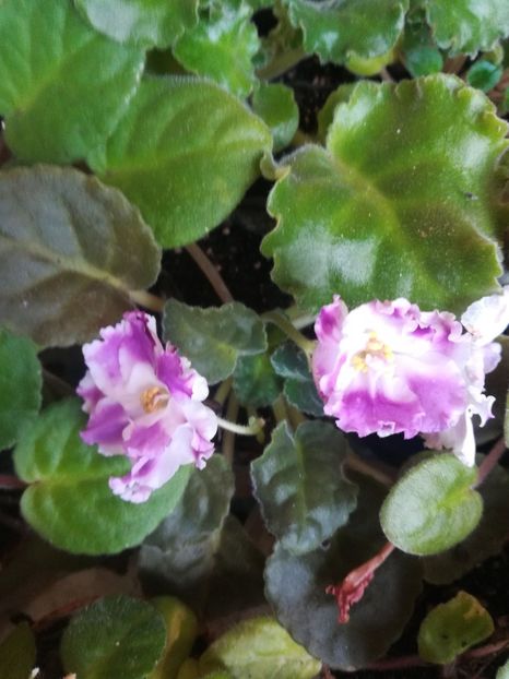 R S  Palmira - Violete