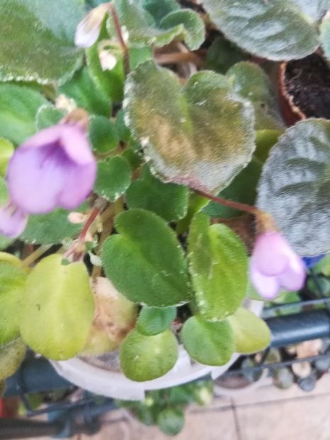 Rob's Powter bells - Violete