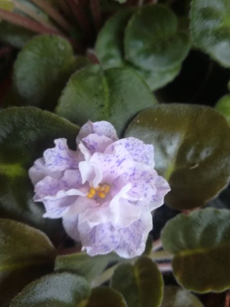 RS Morskaya Princesa - Violete