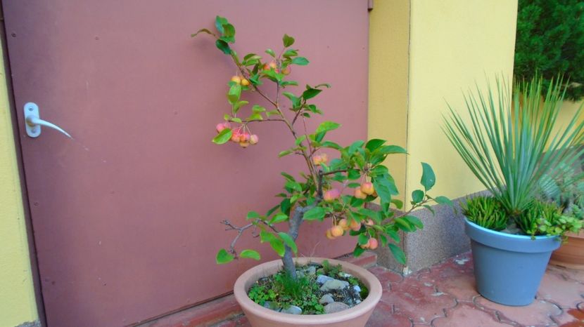 Mar decorativ (Malus X robusta ”Red Sentinel”) - Toamna 2020-2021-2022-2023