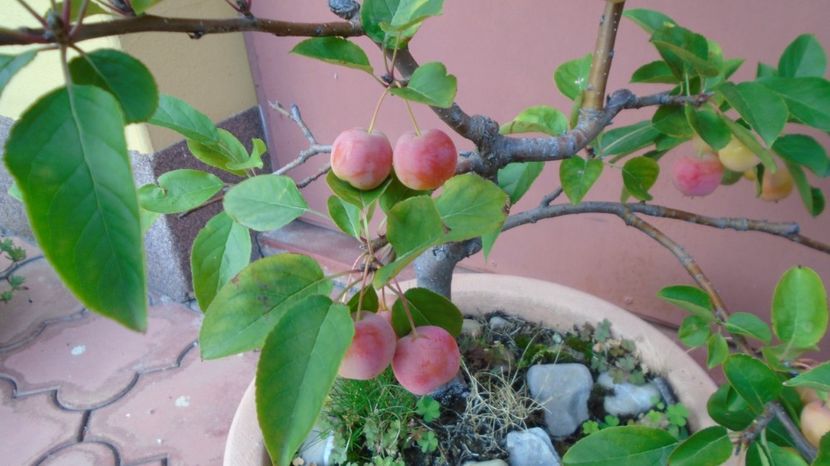 Mar decorativ (Malus X robusta ”Red Sentinel”) - Toamna 2020-2021-2022-2023