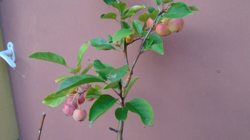 Mar decorativ (Malus X robusta ”Red Sentinel”) - Toamna 2020-2021-2022-2023