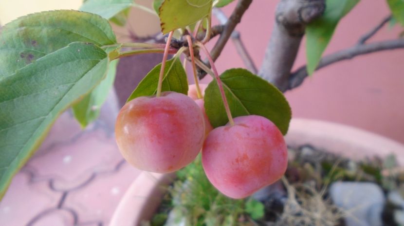 Mar decorativ (Malus X robusta ”Red Sentinel”) - Toamna 2020-2021-2022-2023