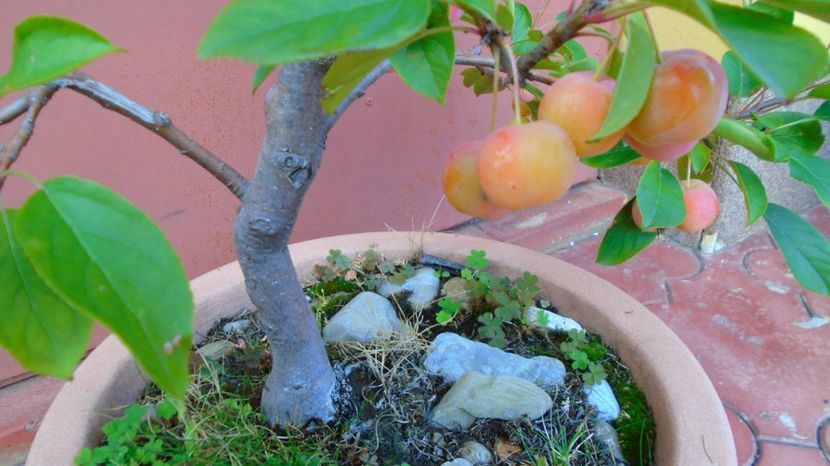 Mar decorativ (Malus X robusta ”Red Sentinel”) - Toamna 2020-2021-2022-2023