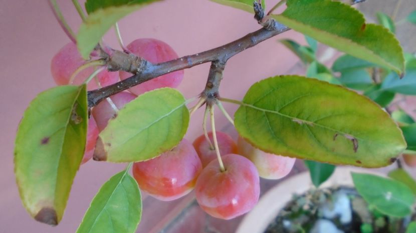 Mar decorativ (Malus X robusta ”Red Sentinel”) - Toamna 2020-2021-2022-2023