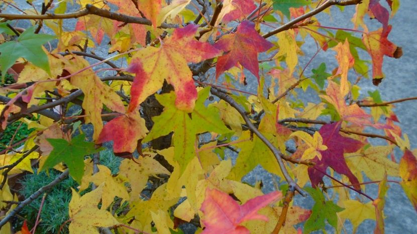Arbore de ampar sau de guma (Liquidambar styraciflua) - Toamna 2020-2021-2022-2023