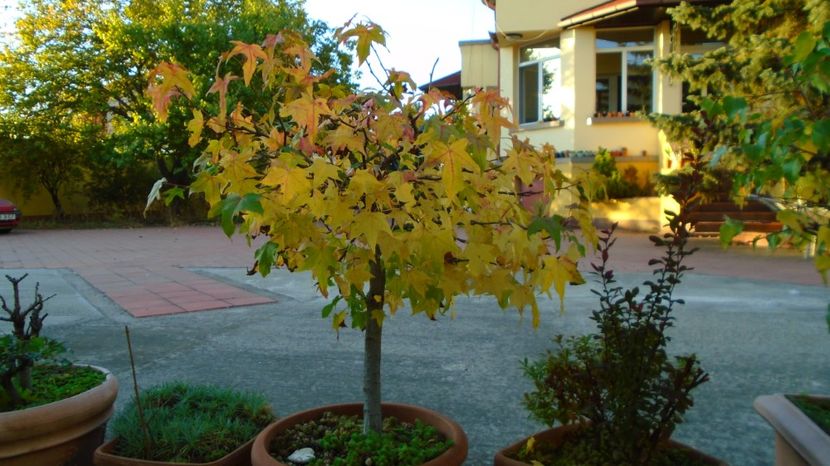 Arbore de ampar sau de guma (Liquidambar styraciflua) - Bonsai si prebonsai 2020-2023