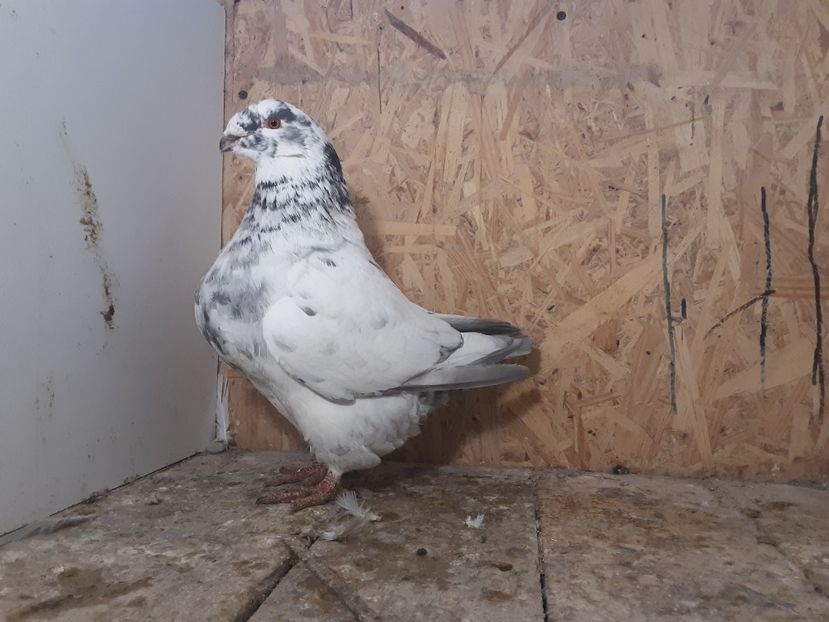 20221127_162156(0) - Tineret 2022