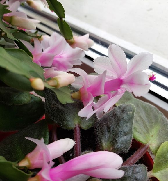  - 2022 -- Schlumbergera