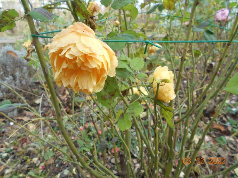  - 01 Iarna 2022-2023