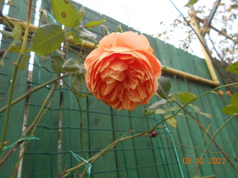  - 01 Iarna 2022-2023