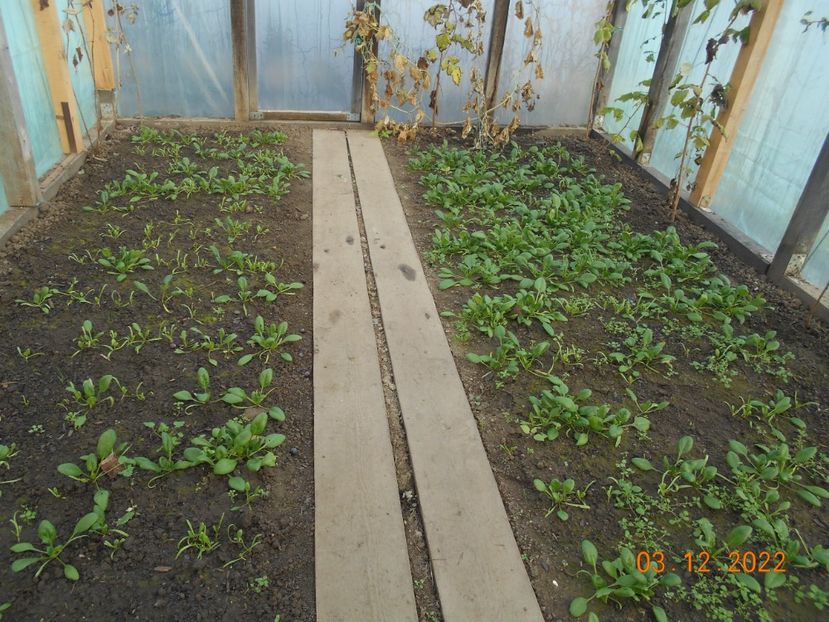  - 02 Gradina de legume 2022