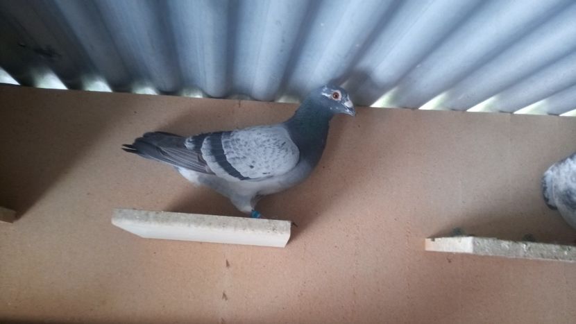 IMG-20220605-WA0049 - 2-2-11-REZULTATE 2022